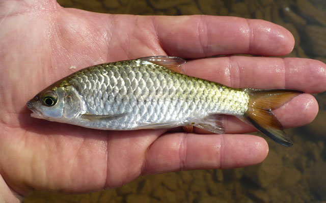 (Poropuntius) Род ПОРОПУНТИУСЫ 38 видов